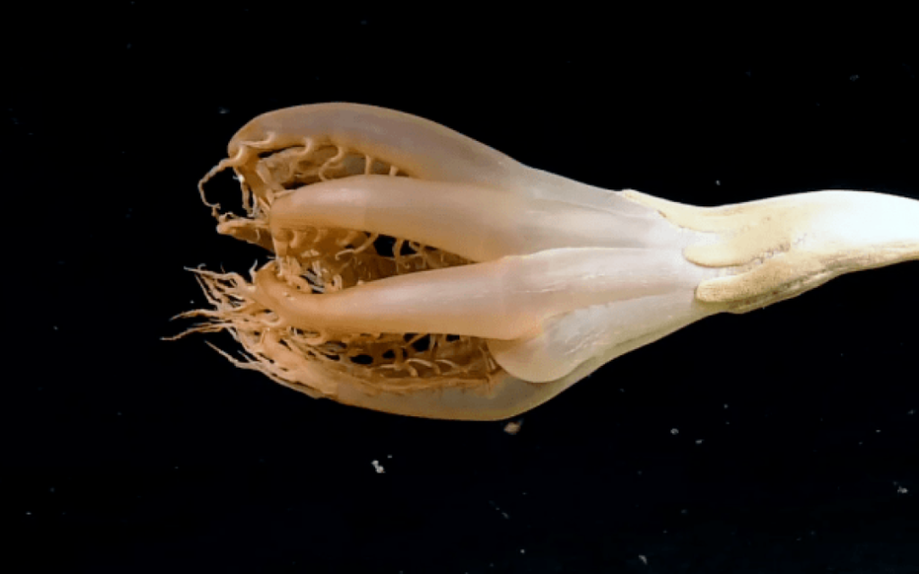 المحيط الهادئ العلماء يعثرون على مخلوقًا بحريًا غريبًا