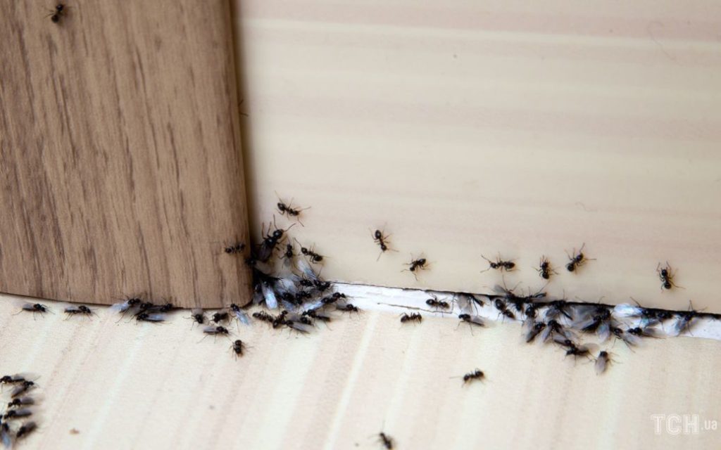 خطوتين للتخلص من النمل في المنزل
