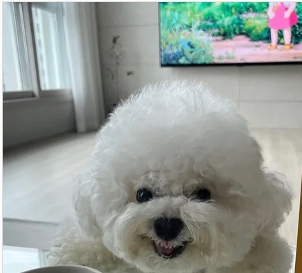 كلب من كوريا الجنوبية يربح قلوب الملايين بابتسامته البشرية. 1
