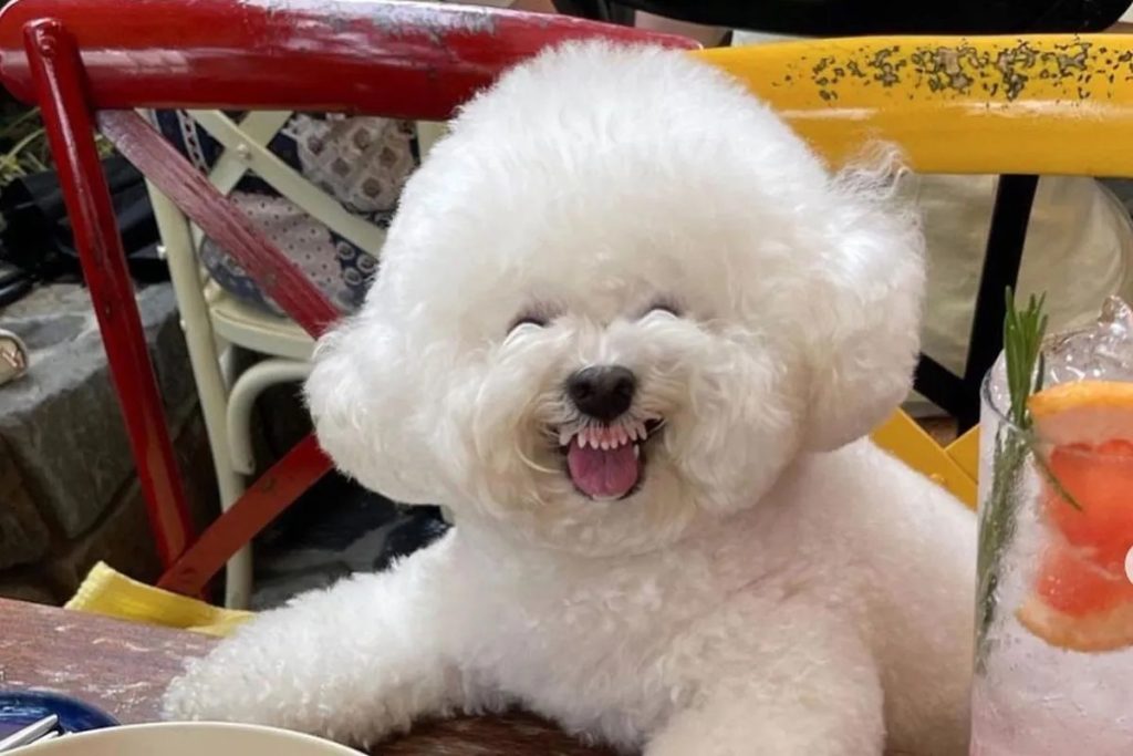 كلب من كوريا الجنوبية يربح قلوب الملايين بابتسامته البشرية.