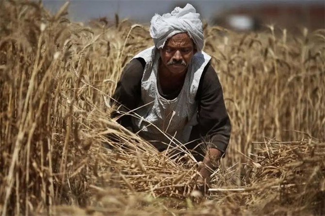 مصر تشتري 815 ألف طنا من القمح