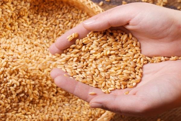 وزارة الزراعة تراجع صادرات الحبوب الأوكرانية 30٪ في بداية موسم 2022 2023