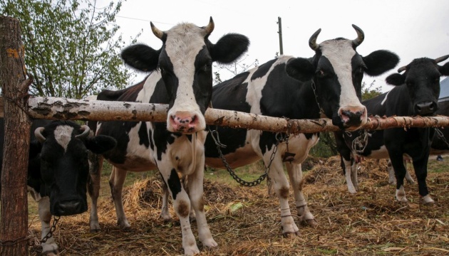 الروس أطلقو النار على قطيع من الأبقار في تشيرنيهيف أوبلاست