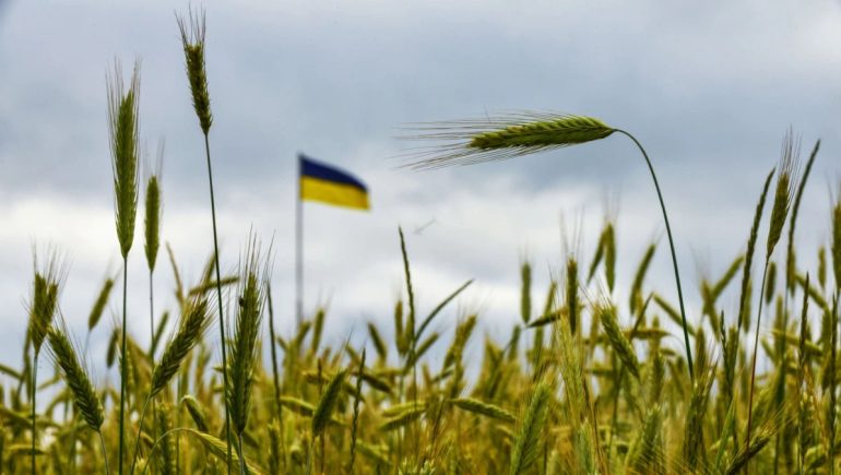 الشركات الزراعية ترفض زرع المحاصيل الشتوية في أوكرانيا