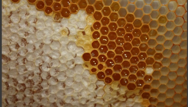 تصدير العسل الأوكراني الى اليابان