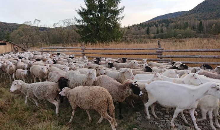 صادرات اوكرانيا من الماعز والأغنام تتضاعف ثلاث مرات في 7 أشهر