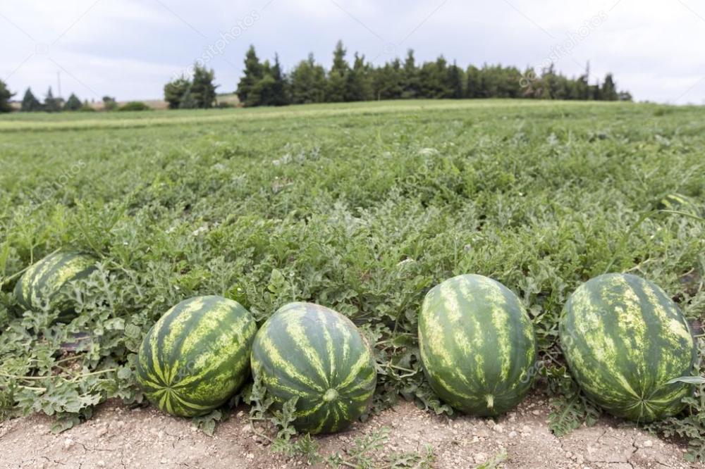 الأحتلال يستولي على مزارع في منطقة خيرسون ويزرع البطيخ