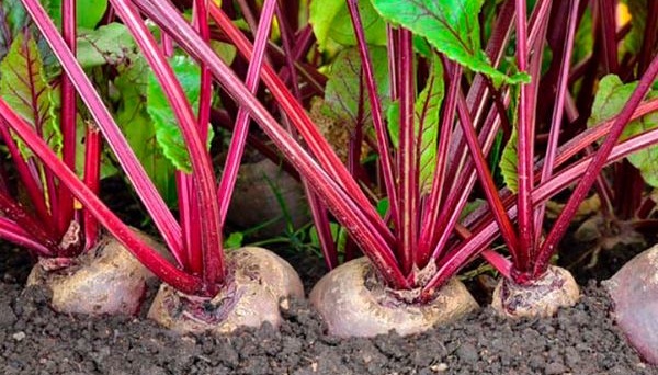 صدمة على رفوف المتاجر الروسية